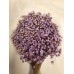 STAR FLOWERS Lavender 12" (BULK)-